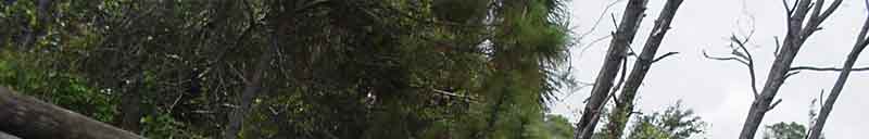 Little Green Machine